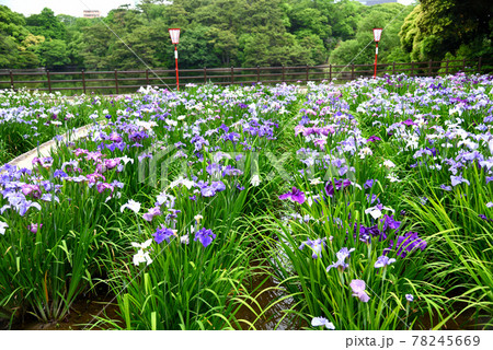 東海市大池公園の花しょうぶ 東海市大池公園の花しょうぶ 78245669
