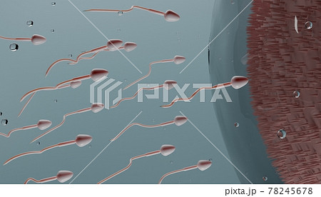 sperm cells and ovum conceptual illustration. Fertilization concept sperm cells and ovum conceptual illustration. Fertilization concept 78245678