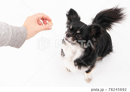 飼い主からオヤツをもらう黒いロングコートチワワ 飼い主からオヤツをもらう黒いロングコートチワワ 78245692