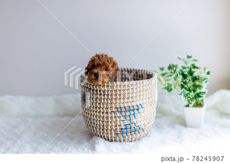 仔犬 トイプードル 仔犬 トイプードル 78245907