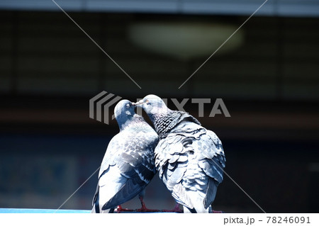 つがいの鳩 78246091