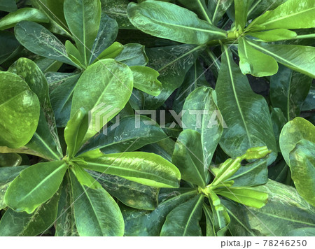 木の葉 葉 草の葉 78246250