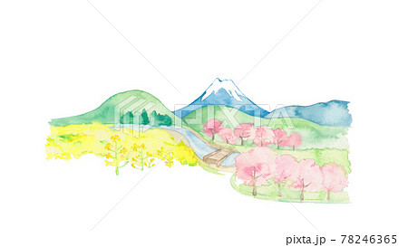 菜の花と桜と富士山の風景 78246365