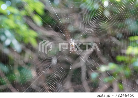 コガネグモ コガネグモ 78246450