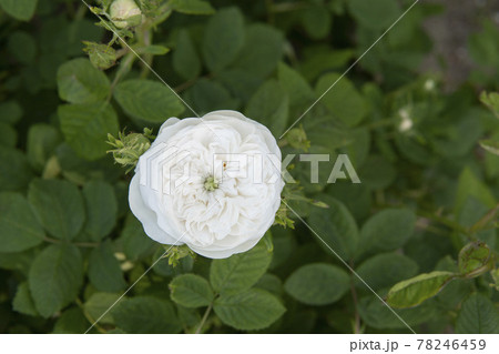 蔵王酪農センターのバラ園 マダム アルディの写真素材