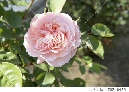 蔵王酪農センターのバラ園 ウィリアム モリスの写真素材