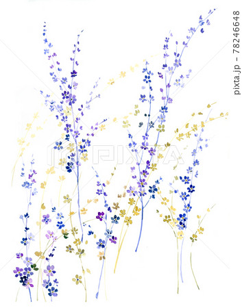 透明水彩 水彩画 花 78246648