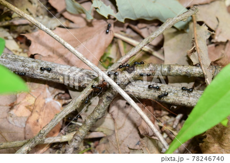 アリの行列 78246740