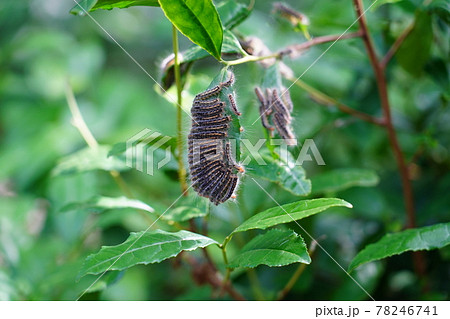 チャドクガの幼虫の群れ 78246741