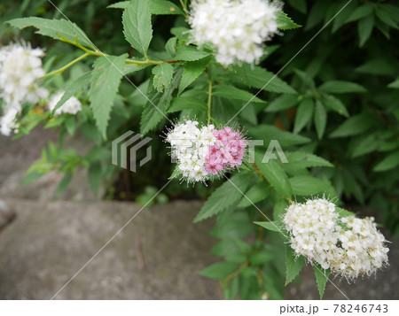 ハートな花 78246743