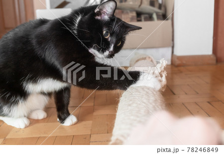 Black and white cat touching makeshift cat tree lying on floor at home with his paw. Cat tree - important device for activity of domestic cat. Side view. Selective focus. Horizontal orientation. Black and white cat touching makeshift cat tree lying on floor at home with his paw. Cat tree - important device for activity of domestic cat. Side view. Selective focus. Horizontal orientation. 78246849