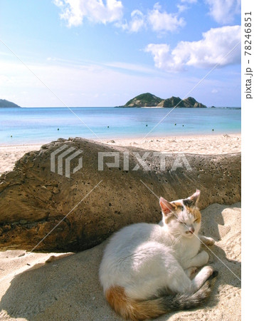 沖縄 静かなビーチで気持ちよさそうに居眠りする猫 沖縄 静かなビーチで気持ちよさそうに居眠りする猫 78246851