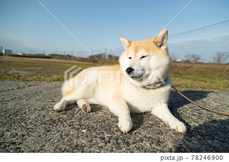 散歩中に地面に伏せている柴犬の写真素材 [78246900] - PIXTA