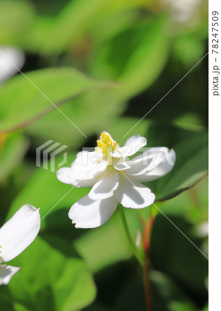 八重のドクダミの花 八重のドクダミの花 78247509