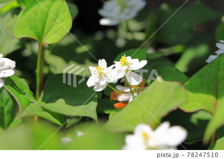 八重のドクダミの花 八重のドクダミの花 78247510