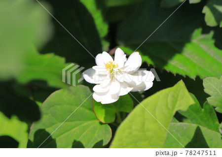 八重のドクダミの花の写真素材