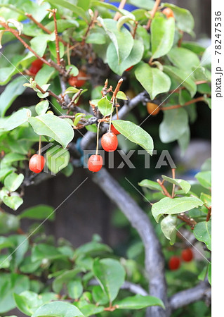 赤い茱萸（グミ）の実 78247536