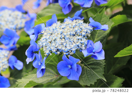 ブルーの額紫陽花 ガクアジサイ の写真素材