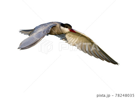 Common tern with open wings isolated on white background 78248035