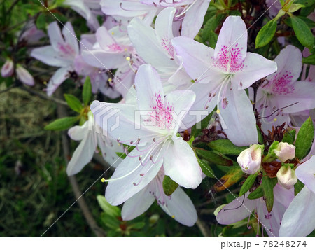 エゾヤマツツジ　蝦夷山躑躅　ヤマツツジ 78248274