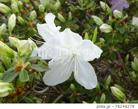 エゾヤマツツジ　蝦夷山躑躅　ヤマツツジ 78248276