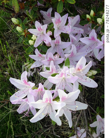 エゾヤマツツジ　蝦夷山躑躅　ヤマツツジ 78248277