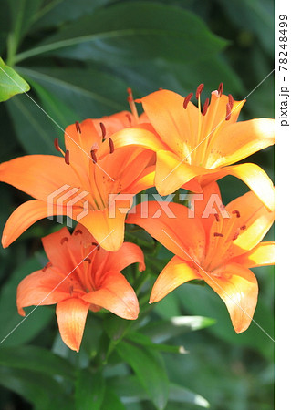 オレンジ色のスカシユリの写真素材