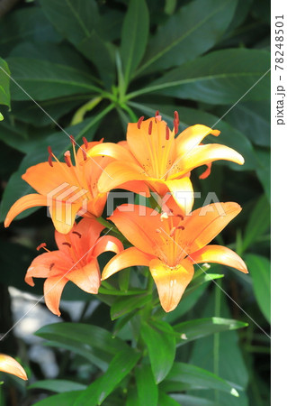 オレンジ色のスカシユリの写真素材