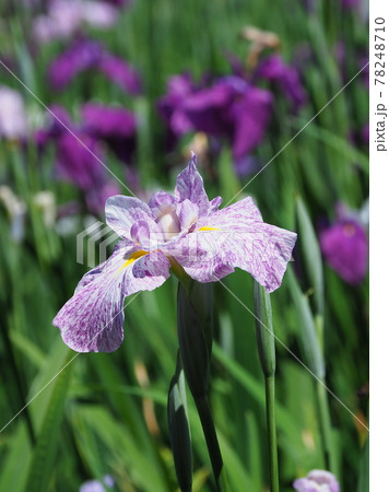 アヤメ アヤメ 78248710