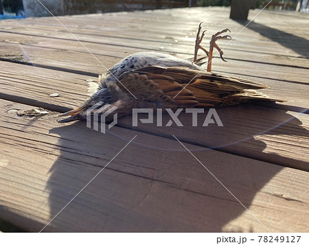 窓ガラスにぶつかって気を失ったツグミ 78249127