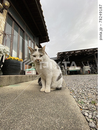 田舎の玄関先に座る猫の写真素材