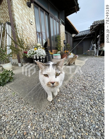 田舎の玄関先でカメラを覗き込む猫の写真素材 7491