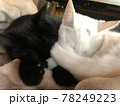 仲良く毛布で眠る猫たち 78249223