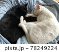 左右対称に眠る猫たち 78249224