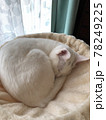 キャットタワーで丸くなって眠る仔猫 78249225
