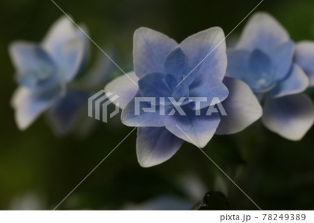 長谷寺での紫陽花 78249389