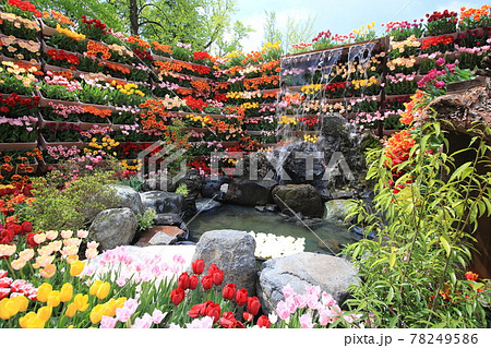 砺波チューリップ公園 4 砺波チューリップ公園 4 78249586