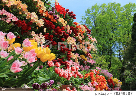 砺波チューリップ公園　5 78249587