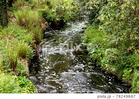 Small River Flowing Through a Woodland Location 78249687