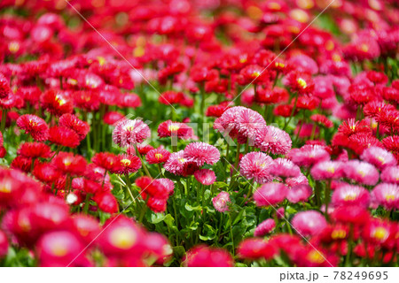 赤い花が咲く花畑の写真素材