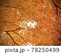 たくさんの紅葉の間から覗く空 78250499