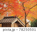 紅葉とお寺 78250501