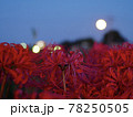 夕暮れ時の彼岸花 78250505