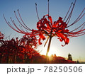 空に映える夕暮れ時の彼岸花 78250506
