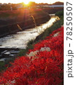 夕暮れ時に川沿いに咲き誇る彼岸花 78250507