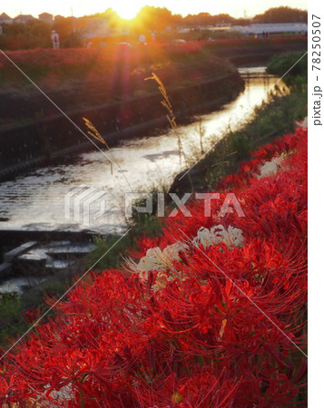 夕暮れ時に川沿いに咲き誇る彼岸花 夕暮れ時に川沿いに咲き誇る彼岸花 78250507