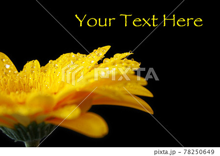 Vibrant Wet Yellow Gerbera 78250649