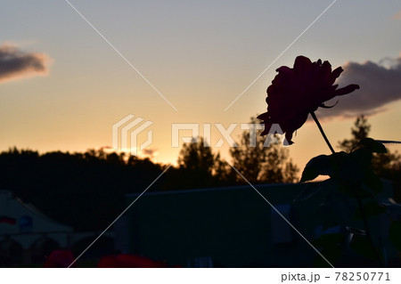夕焼けに染まる薔薇 78250771