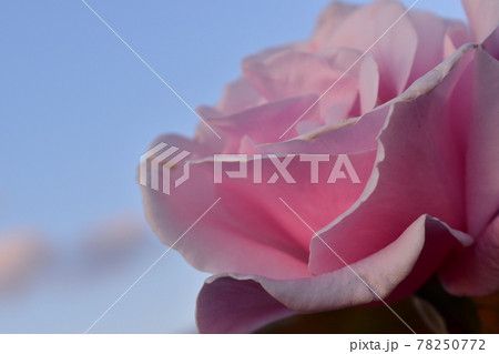ドアップな薔薇さん ドアップな薔薇さん 78250772