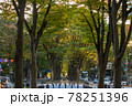 仙台市中心部のケヤキ並木 78251396